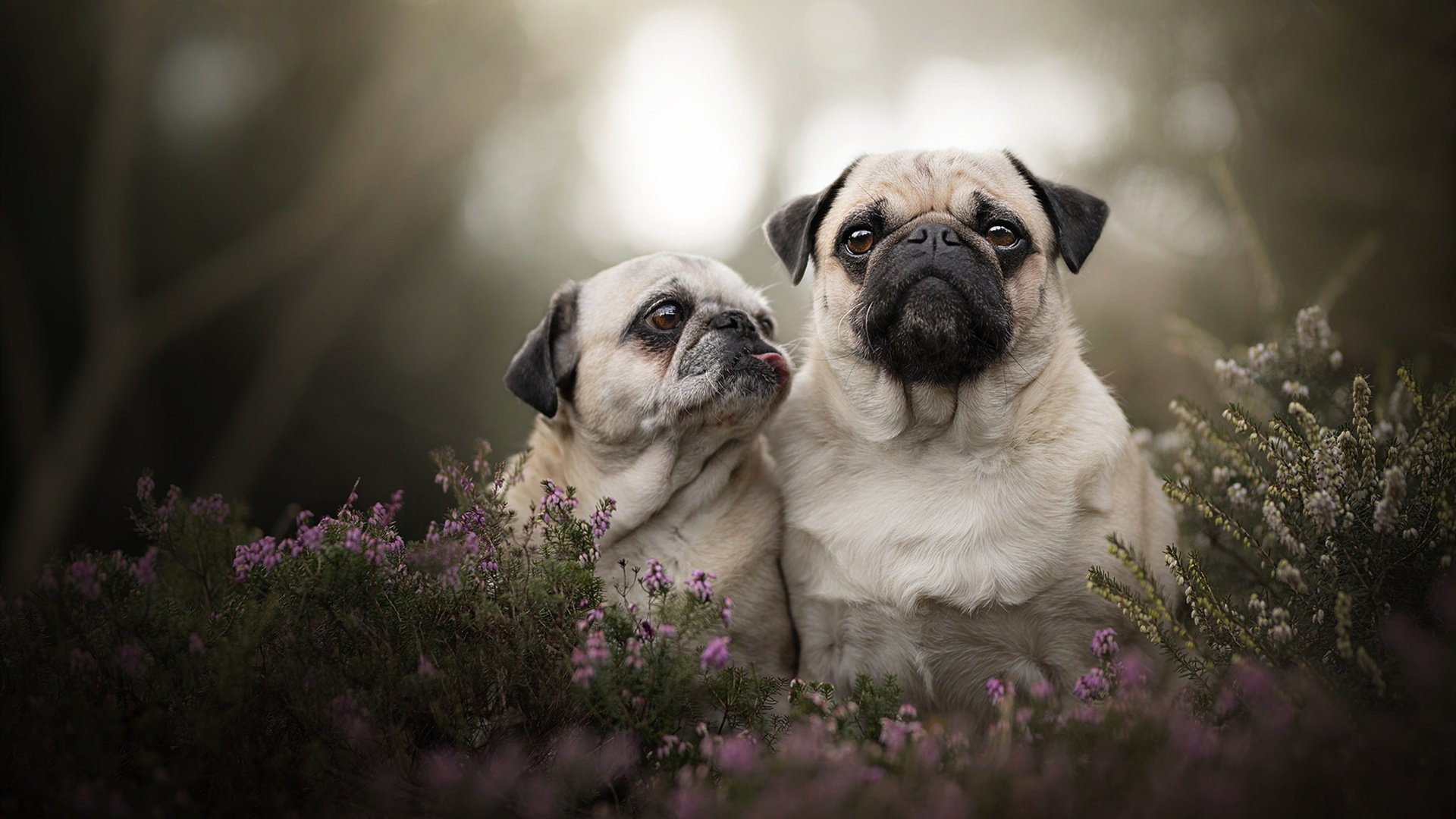 篮球专项体能训练周期规划与执行，篮球项目体能训练计划