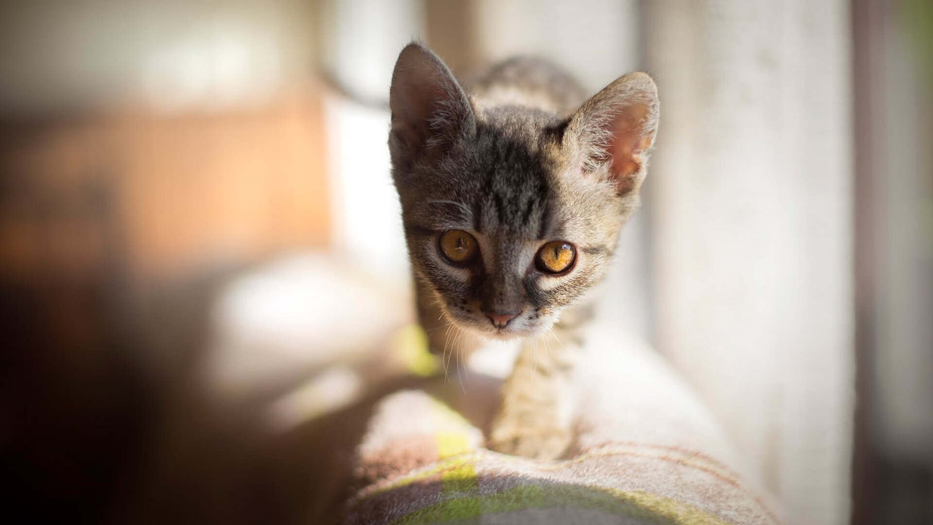 爱游戏体育-CBA球队强化防守体系减少失分，cba的防守强度