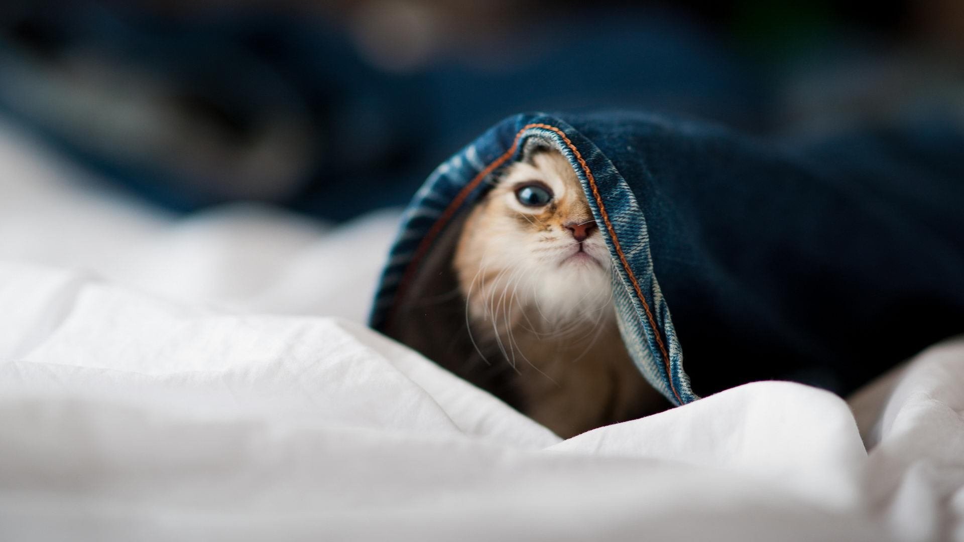 “马科斯·莫奇的灵活防守与精准突破,为阿根廷美洲狮队铺平胜利之路”