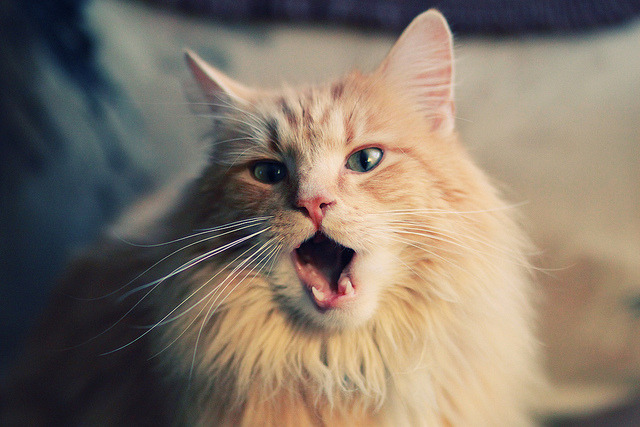 爱游戏官网-伊朗男篮在亚洲锦标赛上展现强势，争取奥运金牌梦想，伊朗男篮落选赛