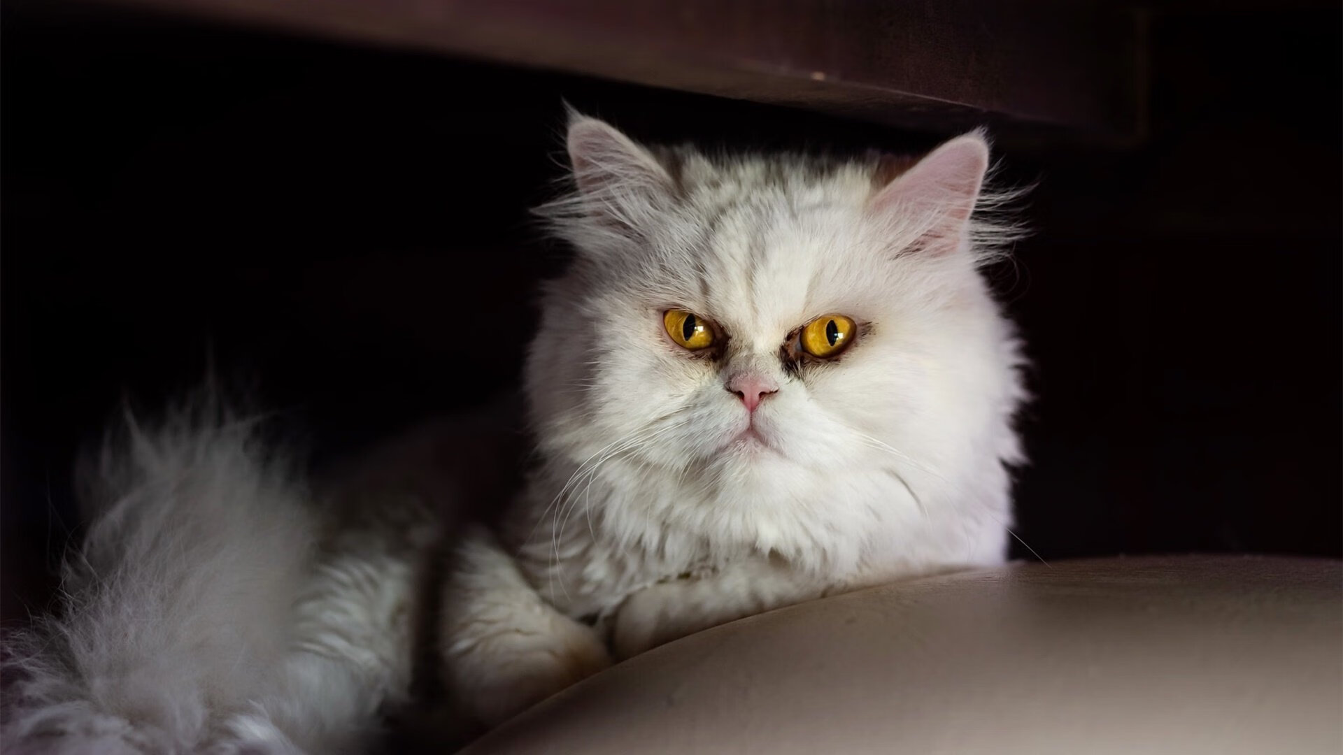 塞维利亚延续良好状态，冲击欧洲赛场资格