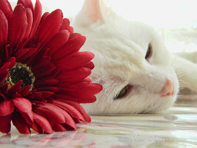 爱游戏app-自行车环法赛阶段总结，环法自行车赛赛段用时