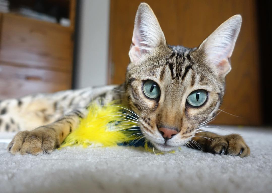 爱游戏体育-马里女篮在非洲锦标赛中表现卓越，成为篮球新兴力量，非洲杯马里国家队名单